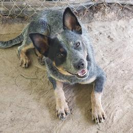 Mia - Australian Cattle Dog