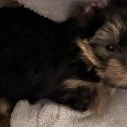 Yorkshire Terriers from The Perfect Yorkie