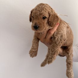 Goldendoodle puppies from Goldendoodles Of Naples