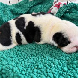 Moo - Black tri-color male Bulldog puppy in Aiken, South Carolina from Hayzlett Family English Bulldogs