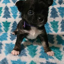 Mary - Blue and white female Chihuahua puppy in Wytheville, Virginia from Southwest Virginia Chihuahua