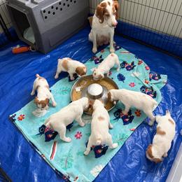 Brittany puppies from Royal Reign Brittany’s