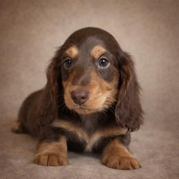 Chihuahua and Dachshund Puppies from Farm House miniatures
