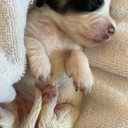 Rumi - Piebald female Dachshund puppy in Orem, Utah from Miekca’s Dachshunds