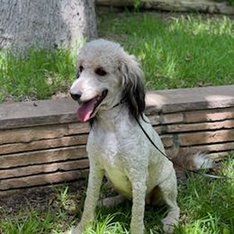 Sandi - Bernedoodle