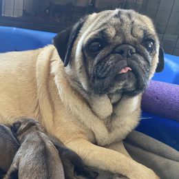 Goldendoodles and Pugs from M & L Pups