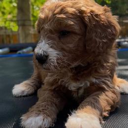 Charlie - Red  male Goldendoodle puppy in Golden, Colorado from Golden Mesa Doodles
