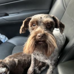 Charlie - Miniature Schnauzer