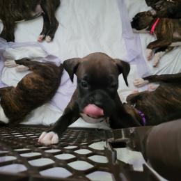 Boxer Puppies from Keen Boxers