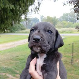 Oliver - Black male Great Dane puppy in Marshall, Michigan from Dream K9