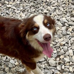 Penny - Red tri female Miniature Australian Shepherd puppy in Somerset, Kentucky from Natural Life Ranch