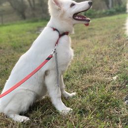 German Shepherd and White Shepherd Puppies from Scenic Creek German Shepherds