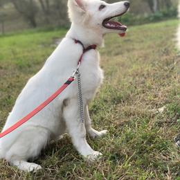 German Shepherd and White Shepherd Puppies from Scenic Creek German Shepherds