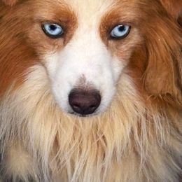 Monroe - Toy Australian Shepherd