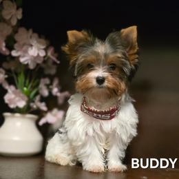 Buddy - Chocolate tan and white male Biewer Terrier puppy in Modesto, California from Granny's yorkshire Terrier Modesto California