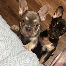 French Bulldog Puppies from Mata’s puppies