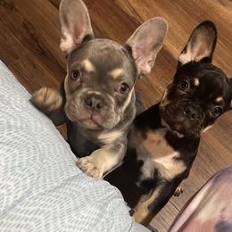 French Bulldog Puppies from Mata’s puppies