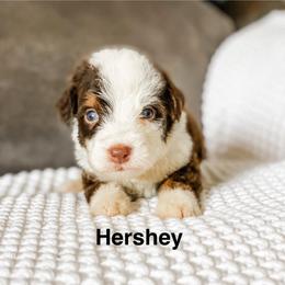 Hershey - Brown and white male Bernedoodle puppy in Hudson, Indiana from TurkeyCreek-K9