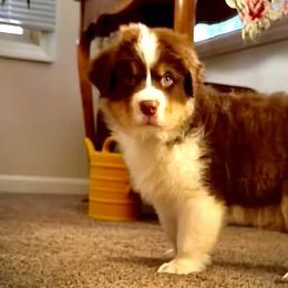 Australian Shepherds from High Court Aussies - Plymouth Indiana