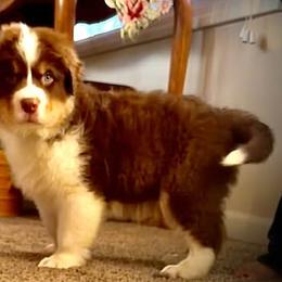 Australian Shepherds from High Court Aussies - Plymouth Indiana