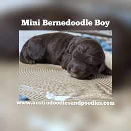 Bernedoodle puppies from Austin Doodles & Poodles