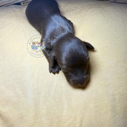 Toffee - Chocolate and tan female Dachshund puppy in Cave City, Kentucky from Mammoth Cave Dachshunds