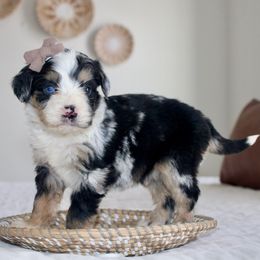 Dasher -MERLE - Blue merle male Bernedoodle puppy in Apple Creek, Ohio from Arlene Hershberger