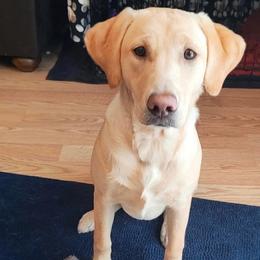 Isla - Labrador Retriever