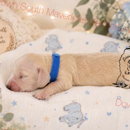 Light cream boy - Cream male Dachshund puppy in Seminary, Mississippi from Down South Mavericks Dachshunds