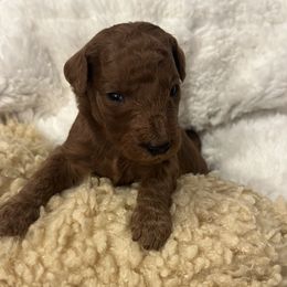 Goldendoodle Puppies from Betsy-Doodles