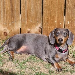 Juno - Dachshund