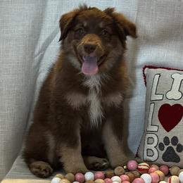 Cocoa Bean - Red tri-color female Australian Shepherd puppy in Rochelle, Illinois from Countryside Kennels and Aussies