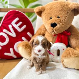 Love - Caramel cream female Australian Labradoodle puppy in Palmdale, California from Doodles_Ko
