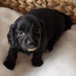 Eve (Solid black female) - Black female Dachshund puppy in Excel, Alabama from CJ’s Little Palace
