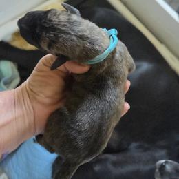 Boy 11 - Black male Great Dane puppy in Hickman, Kentucky from Tidal Wave Danes