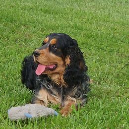 Nessie - English Springer Spaniel