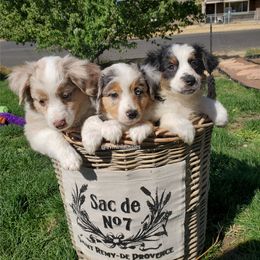 Miniature Australian Shepherd Puppies from AV Mini Aussies