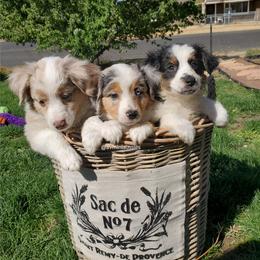Miniature Australian Shepherd Puppies from AV Mini Aussies