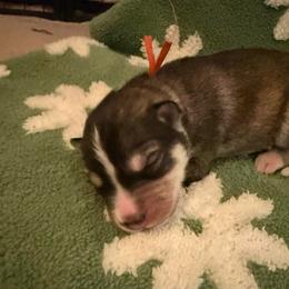 Astro - Gray and white male Siberian Husky puppy in Upton, Massachusetts from Toe Bean Huskies