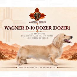 Dozer - Dachshund