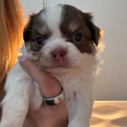 Hank 4300 - Chocolate and white male Chihuahua puppy in Citrus Heights, California from Golden State Chihuahuas