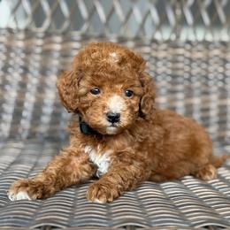 Pumbaa - Red  male Poodle puppy in Belleville, New Jersey from TK Poodles