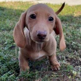 Shortcake - Cream female Dachshund puppy in Florida from Doxie Rugrats