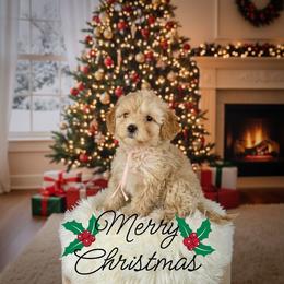 Light pink collar girl - Apricot female Poodle puppy in Crete, Illinois from Plum Valley Pups