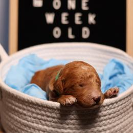 Green collar - Apricot male Goldendoodle puppy in Palmetto Bay, Florida from SOMIDOODLES