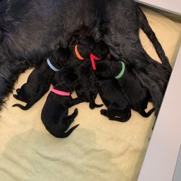 Giant Schnauzer Puppies from Mandy’s Giant Schnauzers