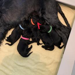Giant Schnauzer Puppies from Mandy’s Giant Schnauzers