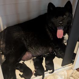 Akita puppies from Akita Kai Magic
