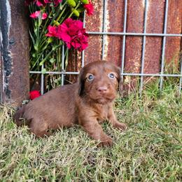 Lilah - Dapple female Dachshund puppy in Florence, Arizona from Doxie Town Az