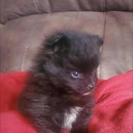 Pomeranian Puppies from Fancy Paws Pomeranian